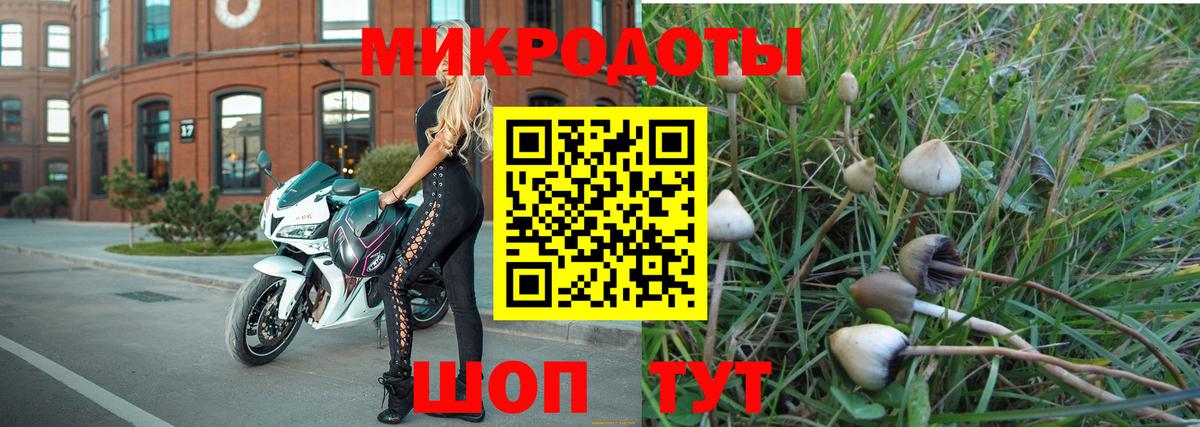 Псилоцибиновые грибы Psilocybine cubensis Крымск